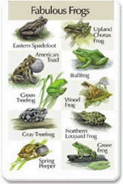 Fabulous Frogs.jpg